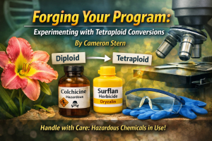 Best Scientific Article “Forging your Program: Experimenting with Tetraploid Conversions” by Cameron Stern – Spring 2017