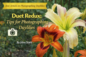 Best Article on Photographing Daylilies – “Duet Redux” – Fall 2019