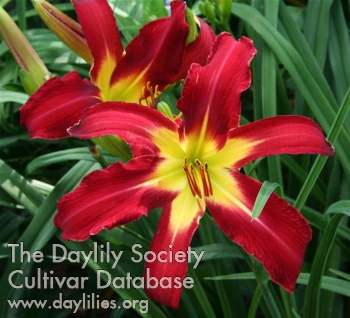 2012 Hybridizer Award:  Lori Jones – ‘Big Honking Flaming Floozy’