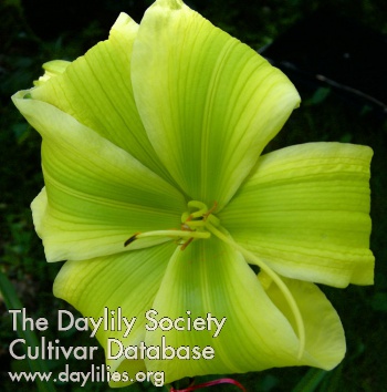 2016 Hybridizer Award:  George Doorakian – ‘Green Icon’