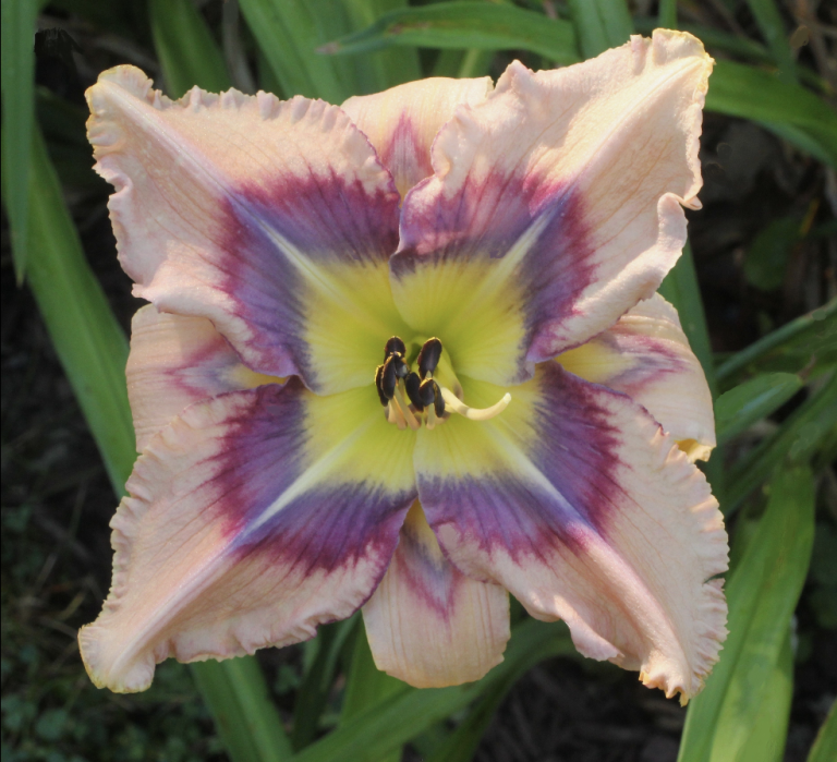 2025 Mildred Schlumpf Single Bloom Photography Award: Greg Haggett