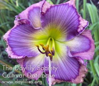 2023 Hybridizer Award:  Darlyn Wilkinson – ‘Greywoods Peek a Blue’