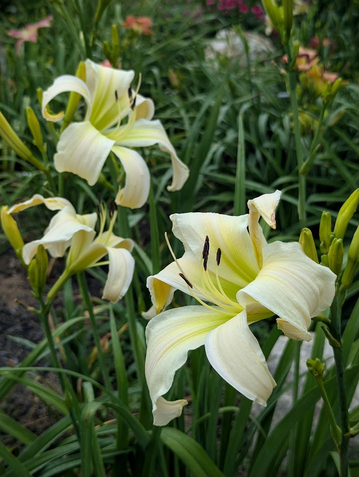 2010 Hybridizer Award:  Ellen Laprise – ‘Isabelle Rose’