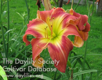 2013 Hybridizer Award:  Pam Hoffman – ‘Mystic Avalon’