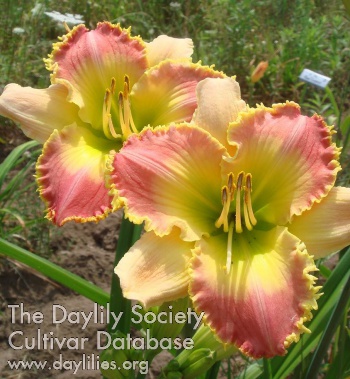 2020 Hybridizer Award:  Dave Mussar – ‘Rosemary Mussar’