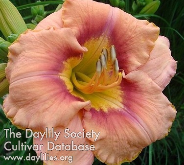 2009 Hybridizer Award:  Bryan Culver – ‘Spirit Zone’