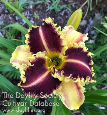2021 Hybridizer Award:  Claudia Conway – ‘Zollo Omega’