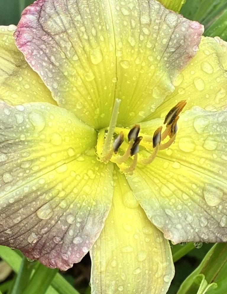 2026 Mildred Schlumpf Single Bloom Photography Award: Marlene Harmon