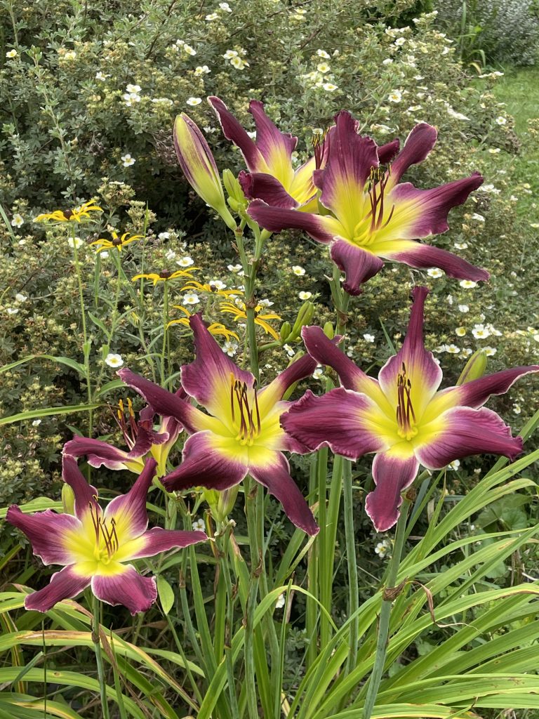 2026 Multi-Bloom Image Award: Annette Snow